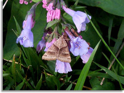 Virginia Bluebells