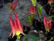 Wild Columbine