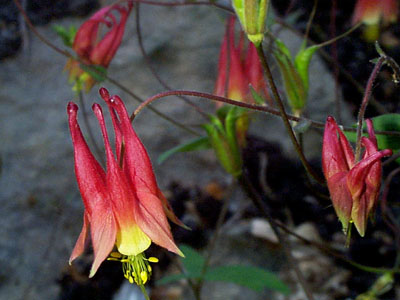 Wild Columbine