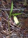 Wild Oats - Uvularia sessilifolia
