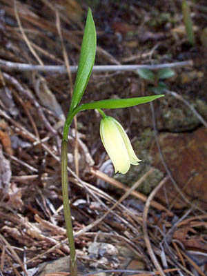 Wild Oats - Uvularia sessilifolia