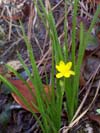 Yellow Star Grass