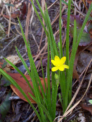 Yellow Star Grass