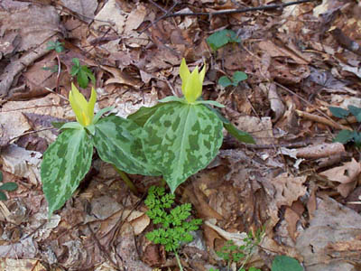 Yellow Trillium