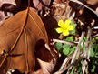 Yellow Wood Sorrel