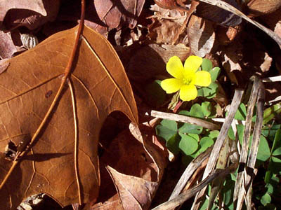 Yellow Wood Sorrel