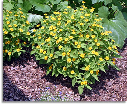 Showstar Melampodium Flowers