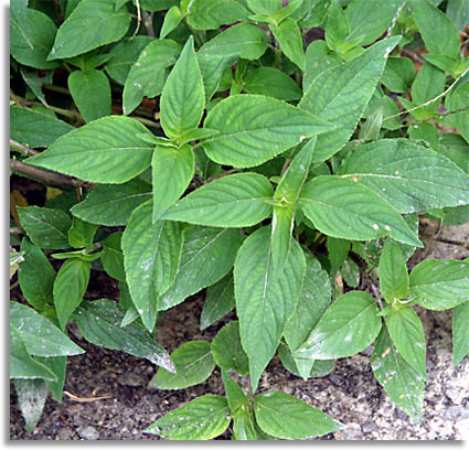 Pineapple Sage