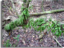 Climbing Vine Fern