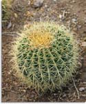 Golden Barrel Cactus