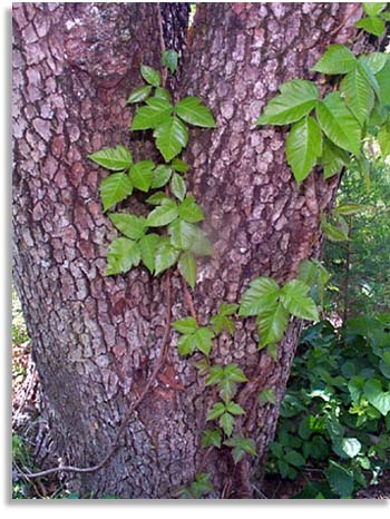 Dogwood Tree with Poison Ivy