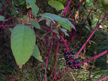 Pokeweed