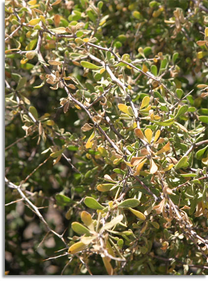 Wolfberry leaves