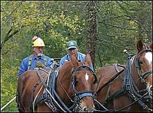 Logging With Horses