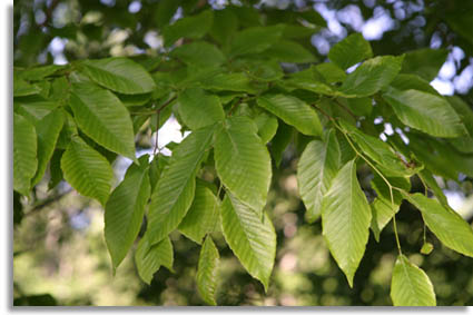 American Beech Leaves