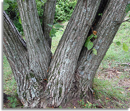 American Chestnut Tree Bark