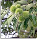 American Chestnut