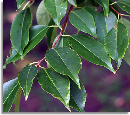 Black Cherry Tree Leaves