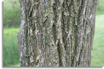 black locust bark