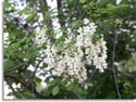 Black Locust