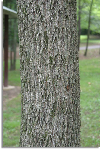 Black Walnut Tree Bark