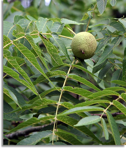 Black Walnut Tree