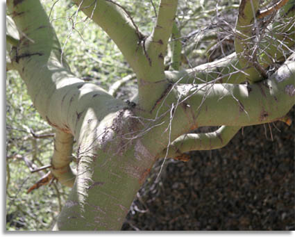 Blue Paloverde Bark