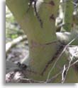 Blue Paloverde Bark