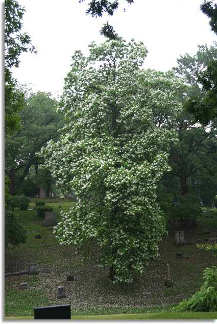 Cigar Tree