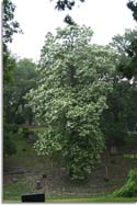 Cigar Tree