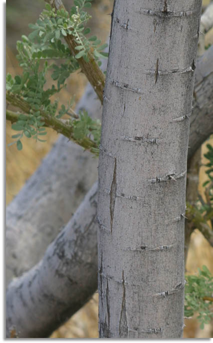 Desert Ironwood Bark