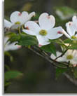 Flowering Dogwood