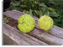 Osage Orange - Paw Paw