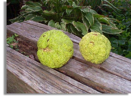 Osage Orange