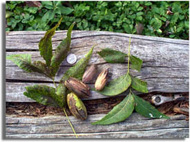 Pecan Tree Nuts & Leaves