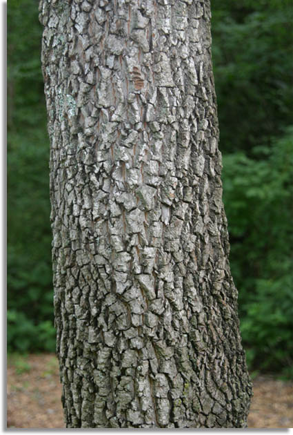 Persimmon Tree Bark