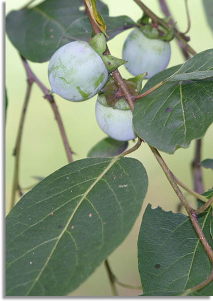 Persimmon Fruit & Leaves