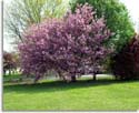 Tree With Pink Flowers