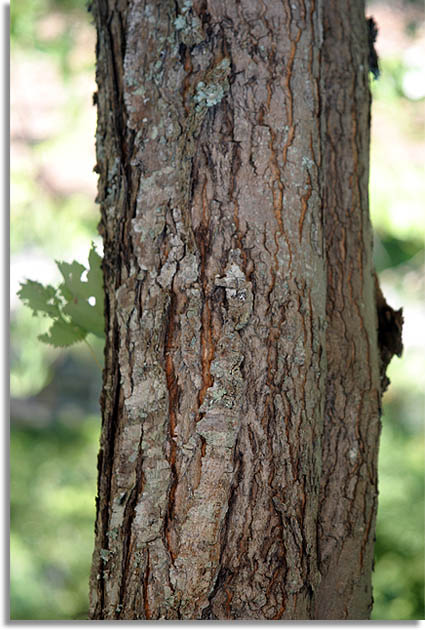 Red Maple Bark