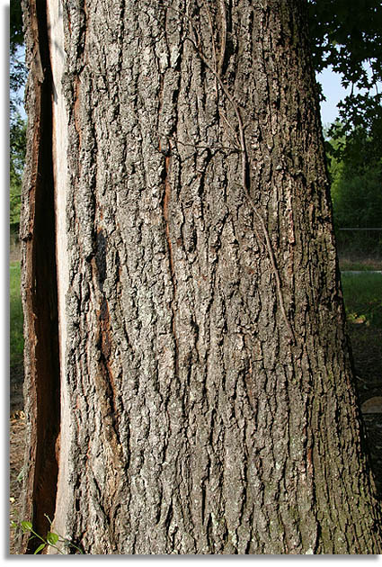 Southern Red Oak Tree Bark