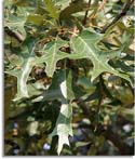 Southern Red Oak Leaves