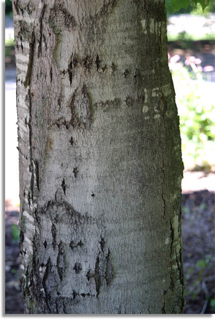 Sugar Maple Bark