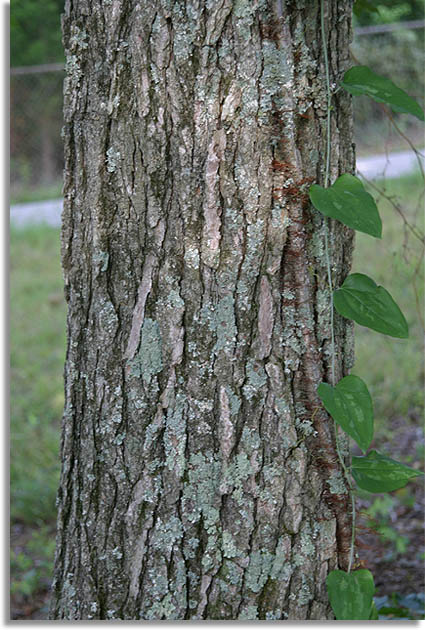 Sweet Gum Tree Bark