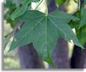 Sweet Gum Tree