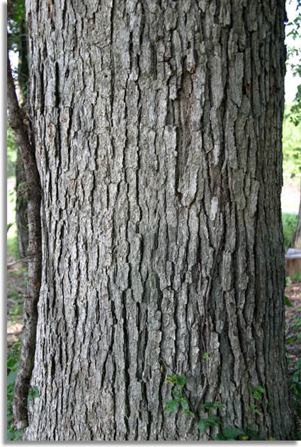 White Oak Tree Bark