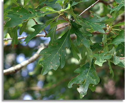 White Oak Leaves