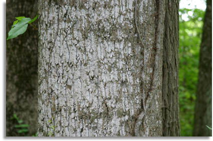 yellow poplar Bark