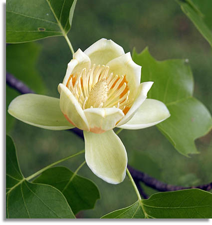 yellow poplar Flower, Tulip Poplar