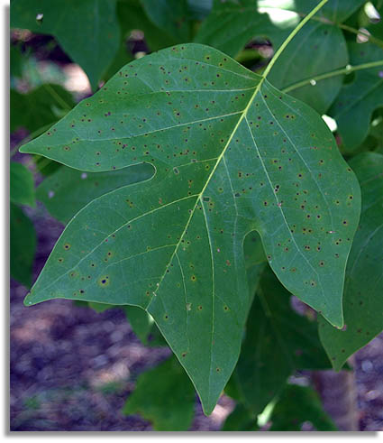 Yellow Poplar Leaves