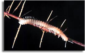 Crystal Cave Millipede